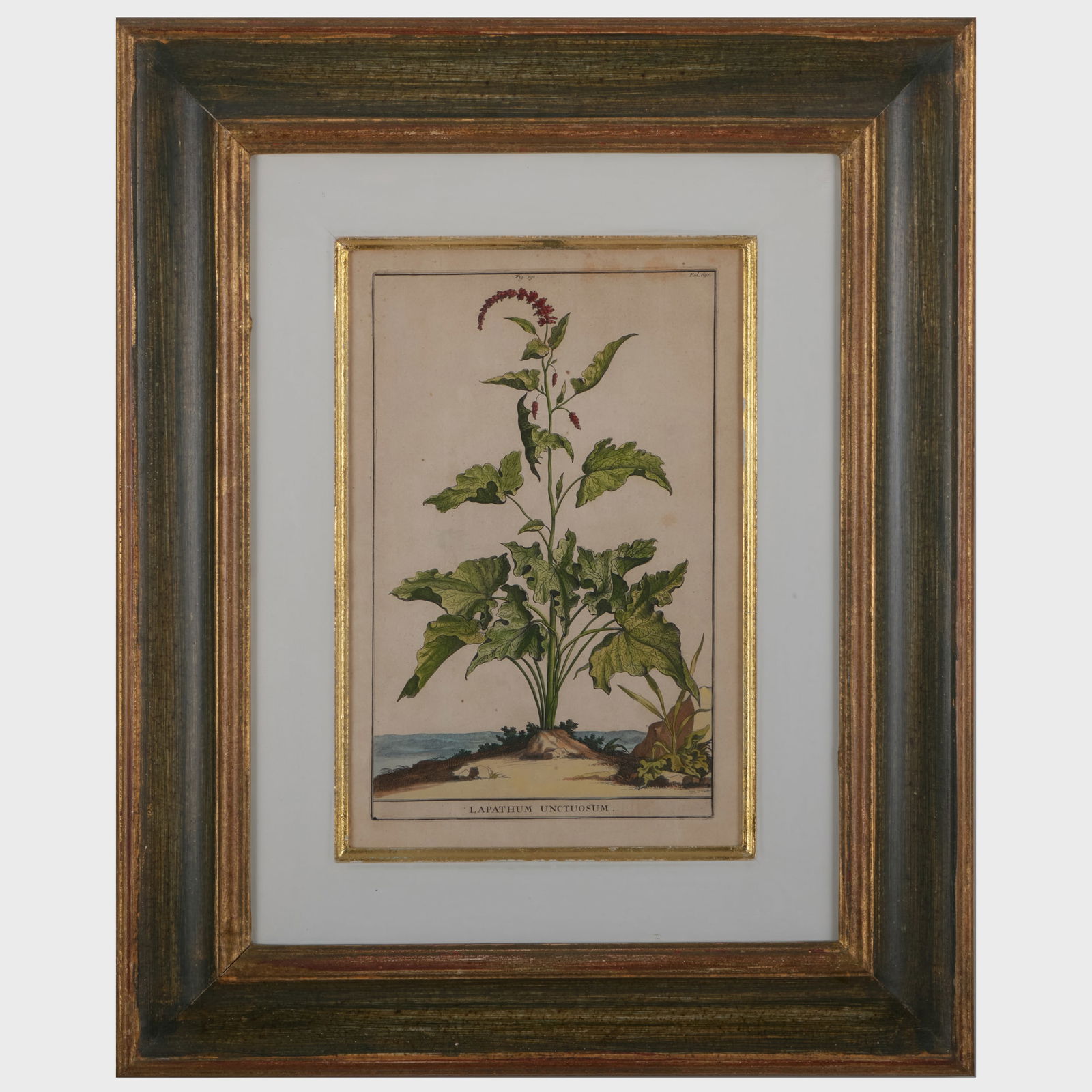 European School: Botanicals: Five Plates (1 of 5)