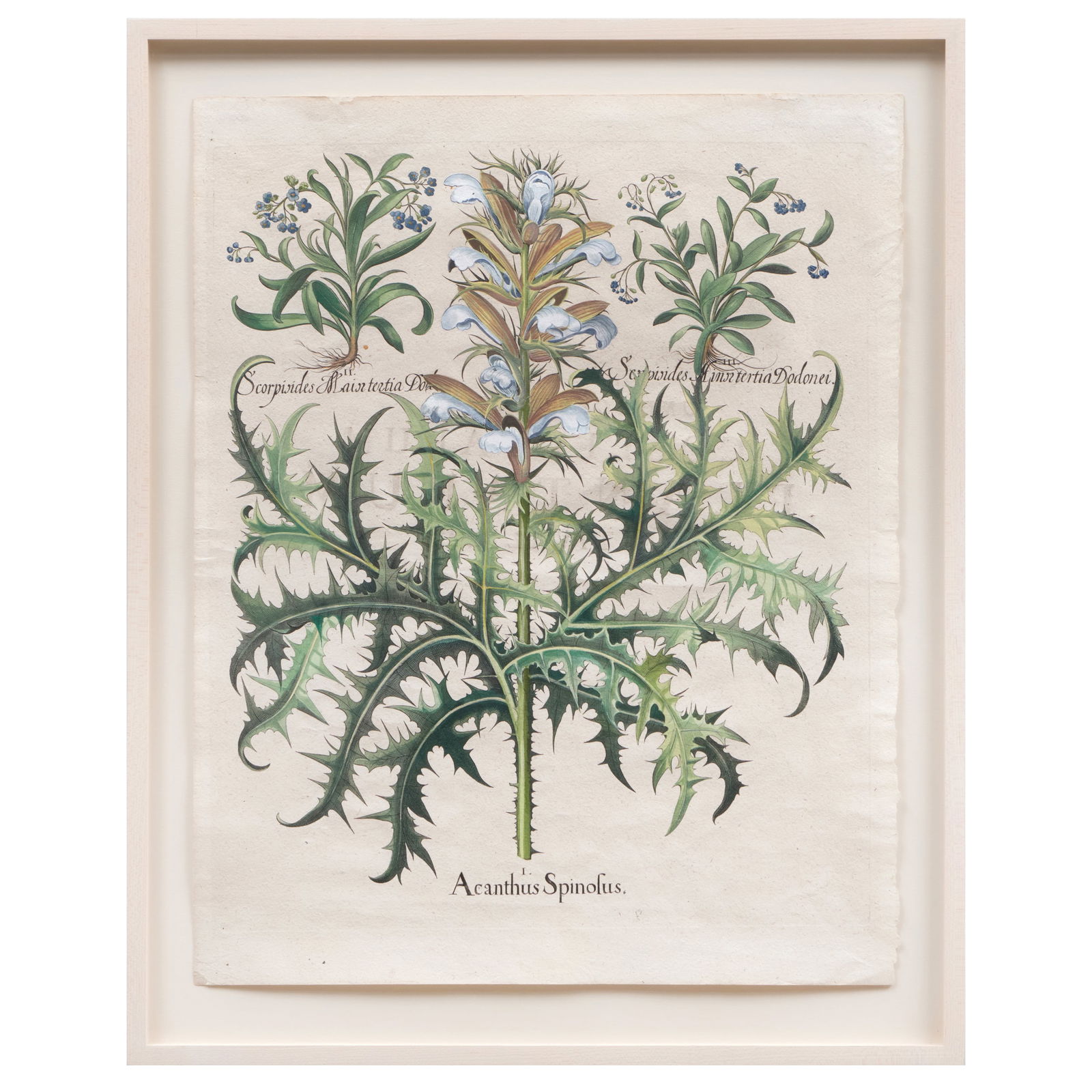 Basilius Besler (1561-1629): Acanthus Spinolus, from The Garden at Eichstatt: Basilius Besler (1561-1629): Acanthus Spinolus, from The Garden at Eichstatt Engraving in black with hand-coloring on laid paper, 1613, unsigned, with text on the reverse. 21 5/8 x 17 in. (sheet), 25