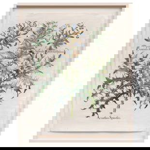 Basilius Besler (1561-1629): Acanthus Spinolus, from The Garden at Eichstatt: Basilius Besler (1561-1629): Acanthus Spinolus, from The Garden at Eichstatt Engraving in black with hand-coloring on laid paper, 1613, unsigned, with text on the reverse. 21 5/8 x 17 in. (sheet), 25