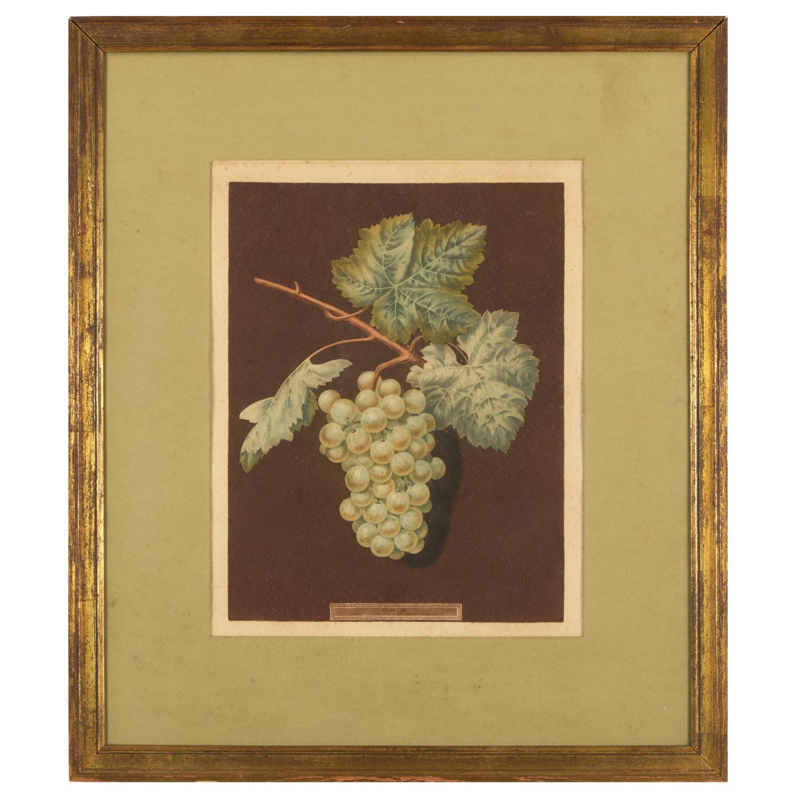 George Brookshaw (1751-1823): White Grapes, from Pomona Britannica: George Brookshaw (1751-1823): White Grapes, from Pomona Britannica Aquatint and engraving in colors on wove paper, 1804-1812. 17 x 13 1/4 in. (sight), 20 1/2 x 18 in. (sheet), 27 1/4 x 23 1/2 in. (fra