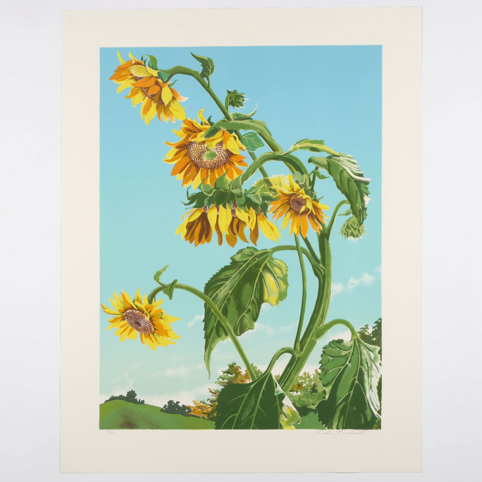 Sondra Freckelton (1936-2019): Sunflowers, State 1: Two Impressions (1 of 4)