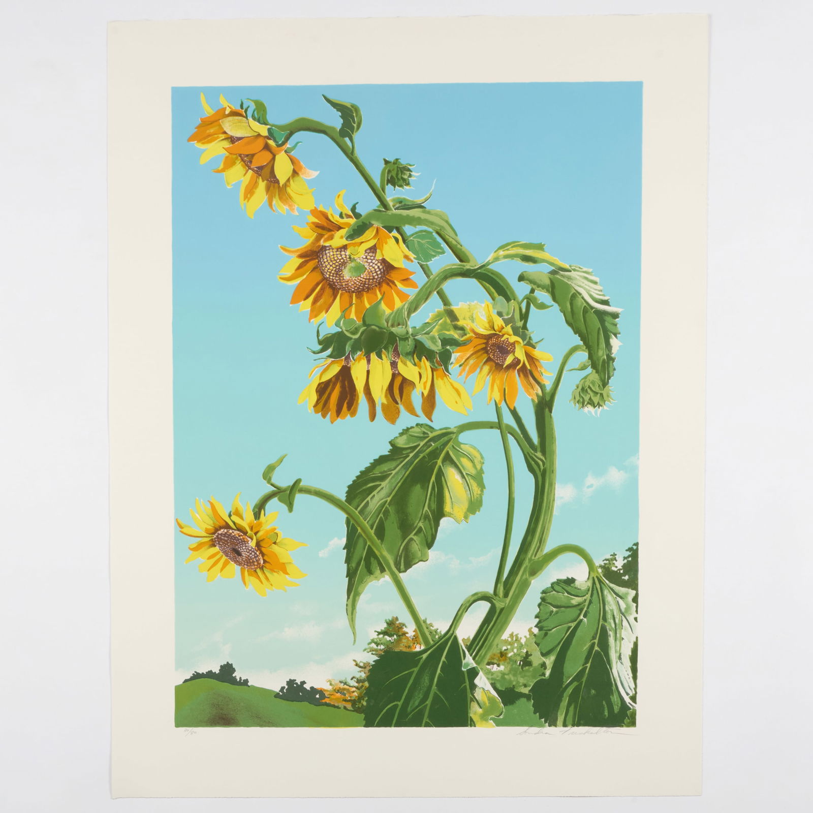 Sondra Freckelton (1936-2019): Sunflowers, State 1: Two Impressions (1 of 4)