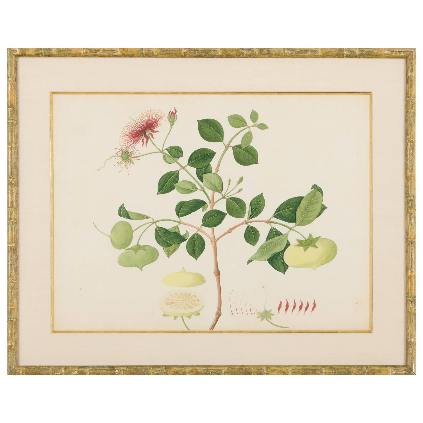 Two Chinese Export Botanicals