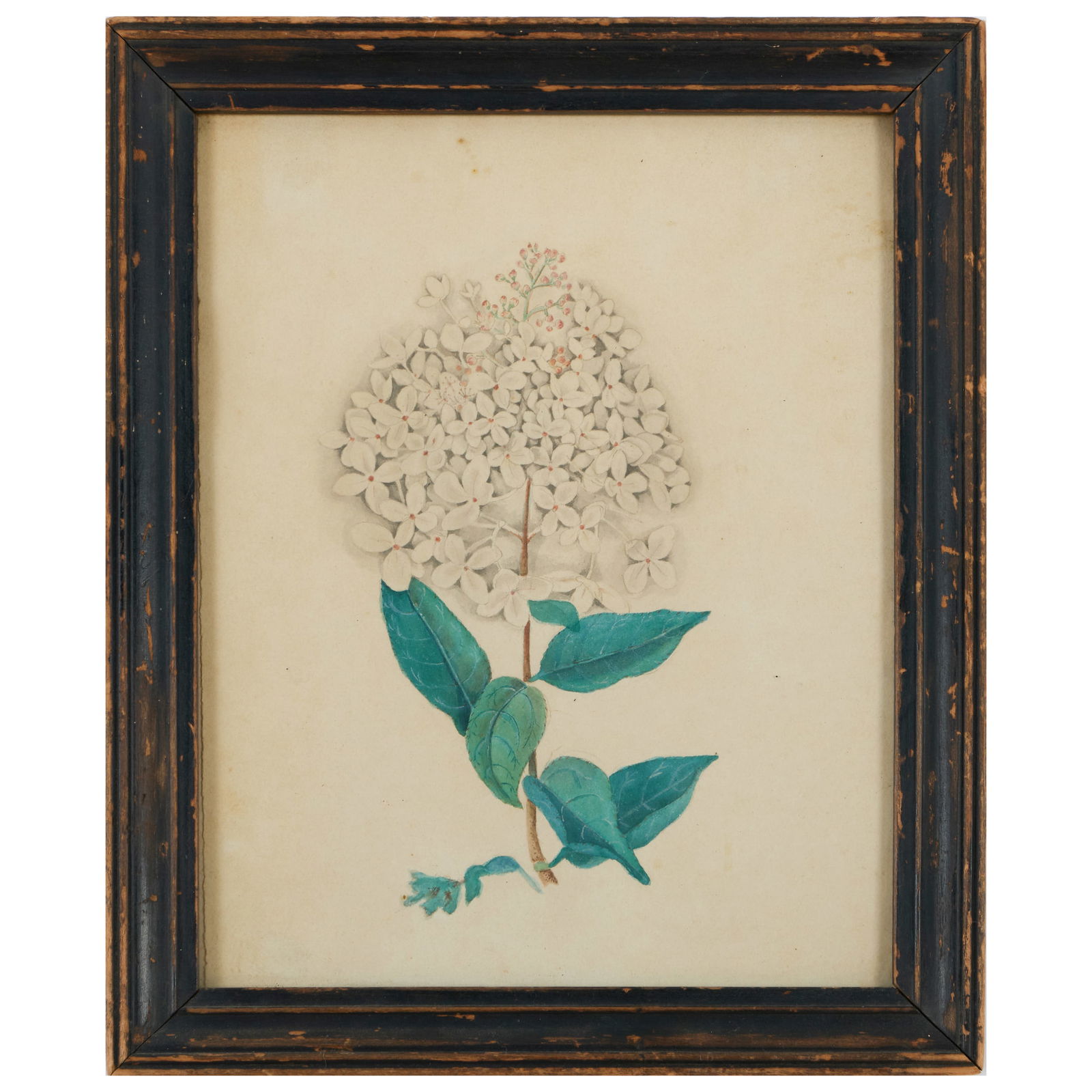 American School: Hydrangea Bloom: American School: Hydrangea Bloom Watercolor on paper, unsigned, with a pencil sketch on the reverse. 9 7/8 x 7 5/8 in. (sheet), 11 1/2 x 9 1/2 in. (frame). Private Collection, New York.