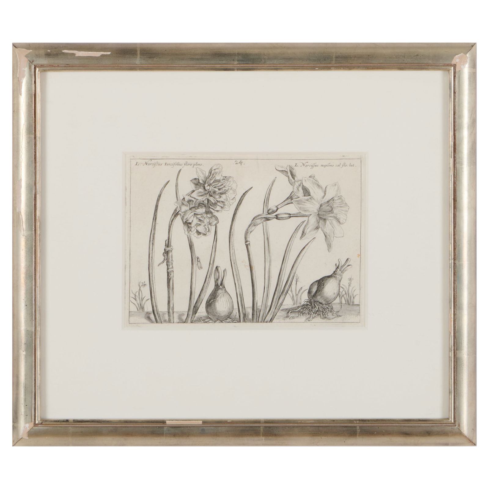Crispin de Passe (1564-1637): Narcissi, from Hortus Floridus: Crispin de Passe (1564-1637): Narcissi, from Hortus Floridus Engraving in black on laid paper. 5 3/4 x 8 in. (sight), 13 1/2 x 15 1/2 in. (frame). Jutta Buck, NY. Collection of Susan and Alan Miller,