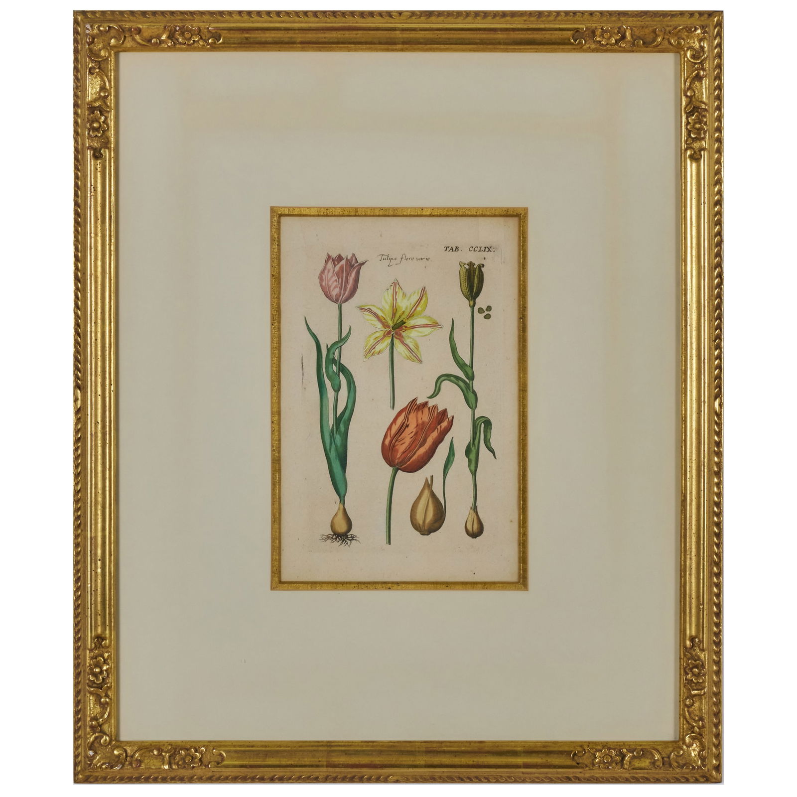 European School: Tulipe Flora Varia; and Narcissus: European School: Tulipe Flora Varia; and NarcissusTwo engravings in black with hand-coloring on laid paper, both unsigned.11 1/2 x 7 3/8 in. (sight), 24 1/4 x 20 1/4 in. (frame), 10 1/2 x 6 7/8 in.