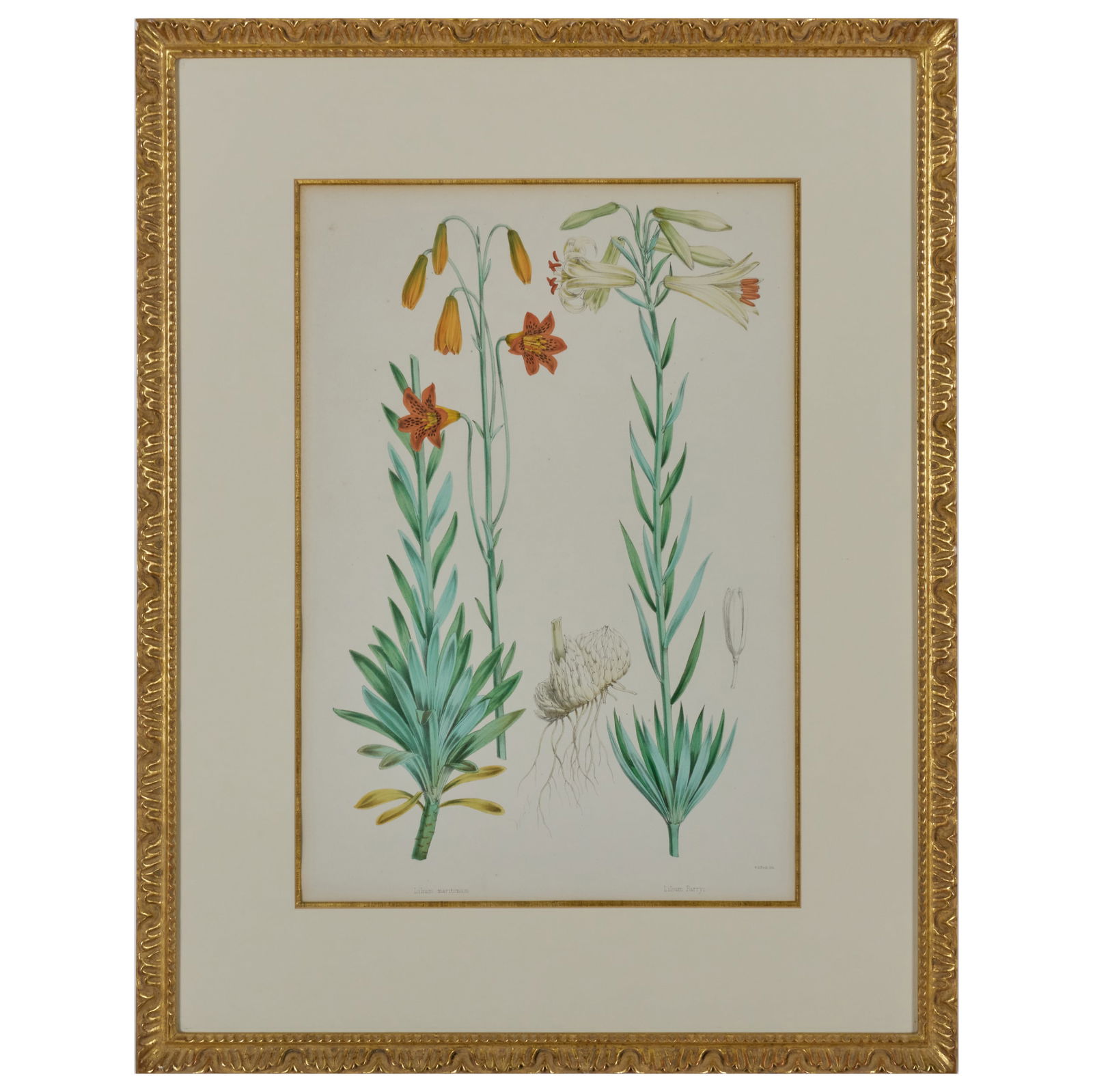 Walter Hood Fitch (1817-1892): Lilium Oxypetalum; and Lilium Maritimum, from A Monograph of the: Walter Hood Fitch (1817-1892): Lilium Oxypetalum; and Lilium Maritimum, from A Monograph of the Genus LiliumTwo lithographs in black with hand-coloring on wove paper, 1877,?both signed in the