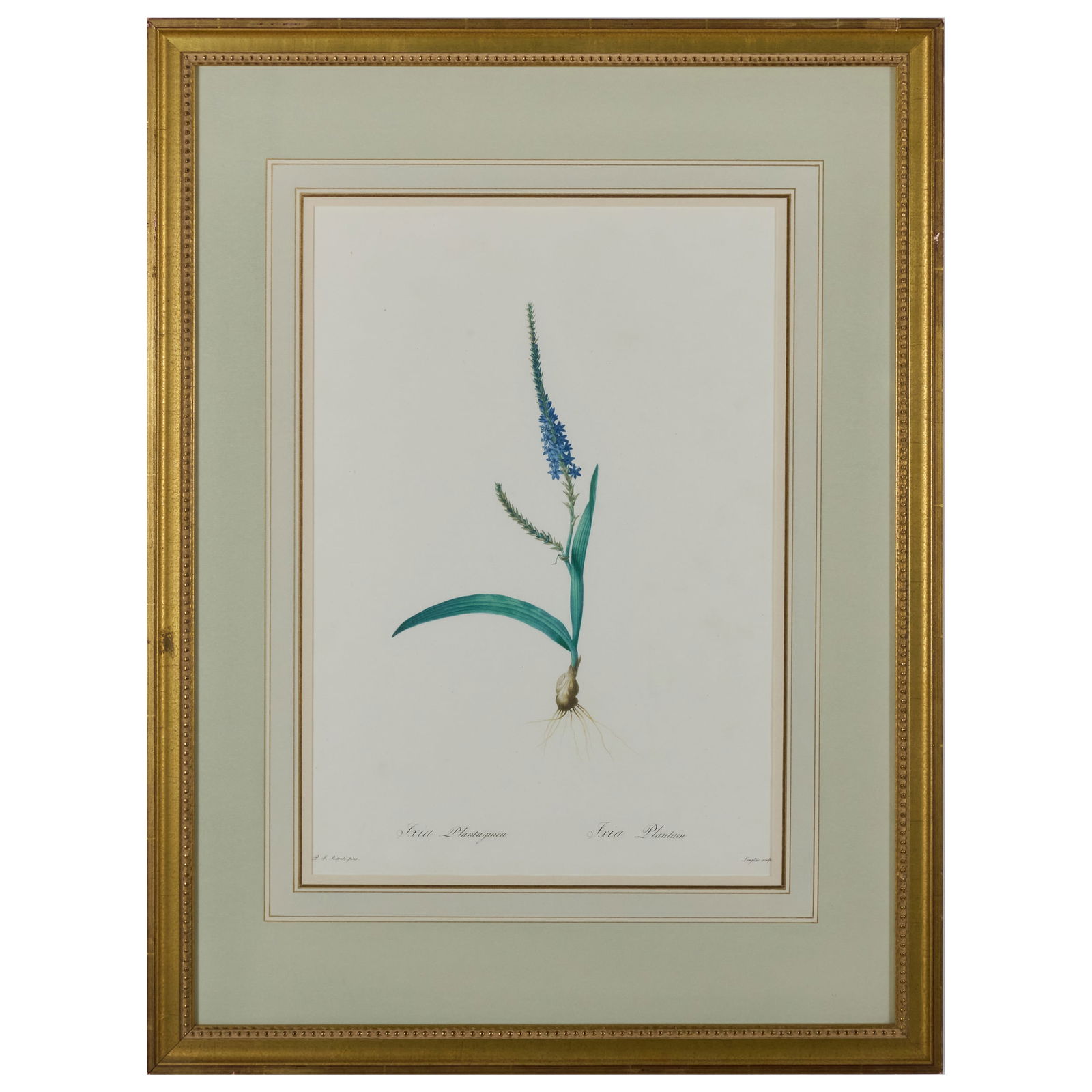 After Pierre-Joseph Redoute (1759-1840): Les Liliaces: Eight Plates: After Pierre-Joseph Redoute (1759-1840): Les Liliaces: Eight PlatesIncluding: Allium RoseumIxia Plantaginea Commelina Erecta Allium Globosum Commelina Dubia Hypoxis Sobolifera Gladiolus Xanthospilus,