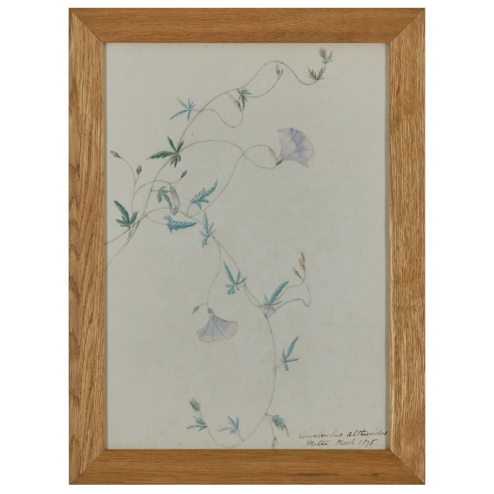 European School: Botanical Studies: Group of Twelve: European School: Botanical Studies: Group of Twelve Twelve watercolor and ink on paper, 1866-1880, all variously titled, eleven dated. One 14 x 10 in. (sheet), nine 13 1/2 x 9 1/2 in. (sight), 16 x 12