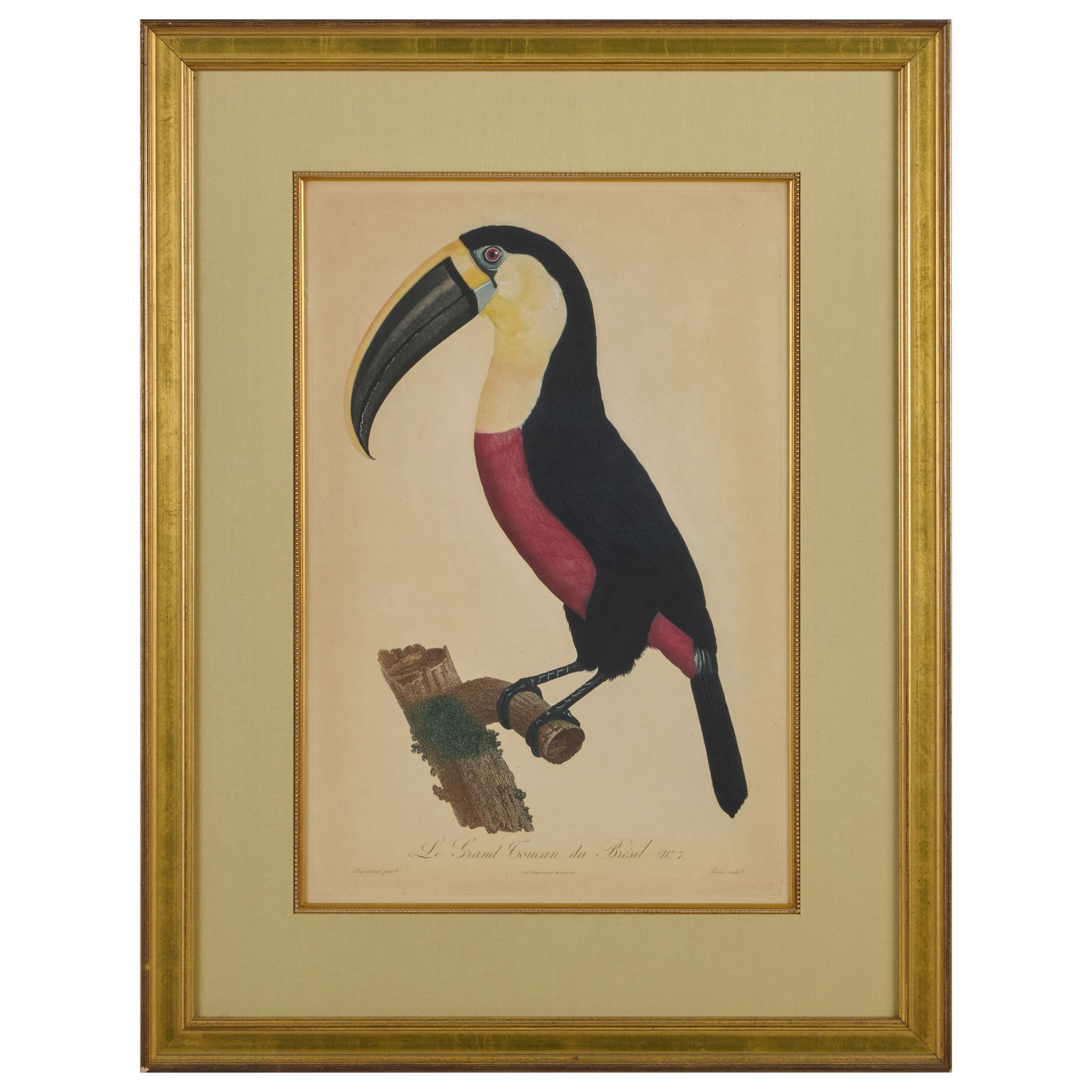 After Jacques Barrabond (1768-1809): Le Coco; and Le Grand Toucan de Brazil (1 of 2)