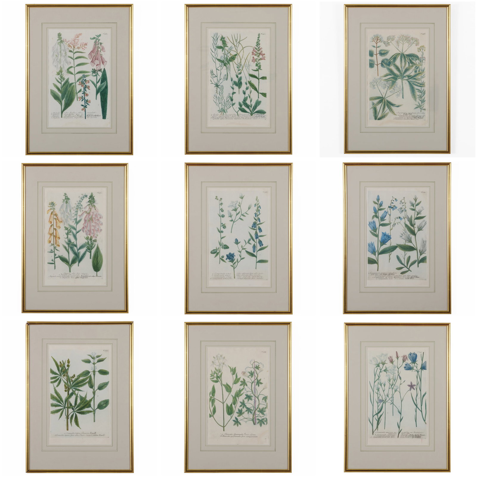 European School: Botanicals: Nine Plates (1 of 10)