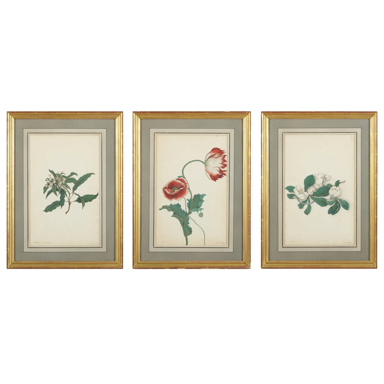 English School: Papavers; Heliborus niger; and Pittosborum undulatum (1 of 13)