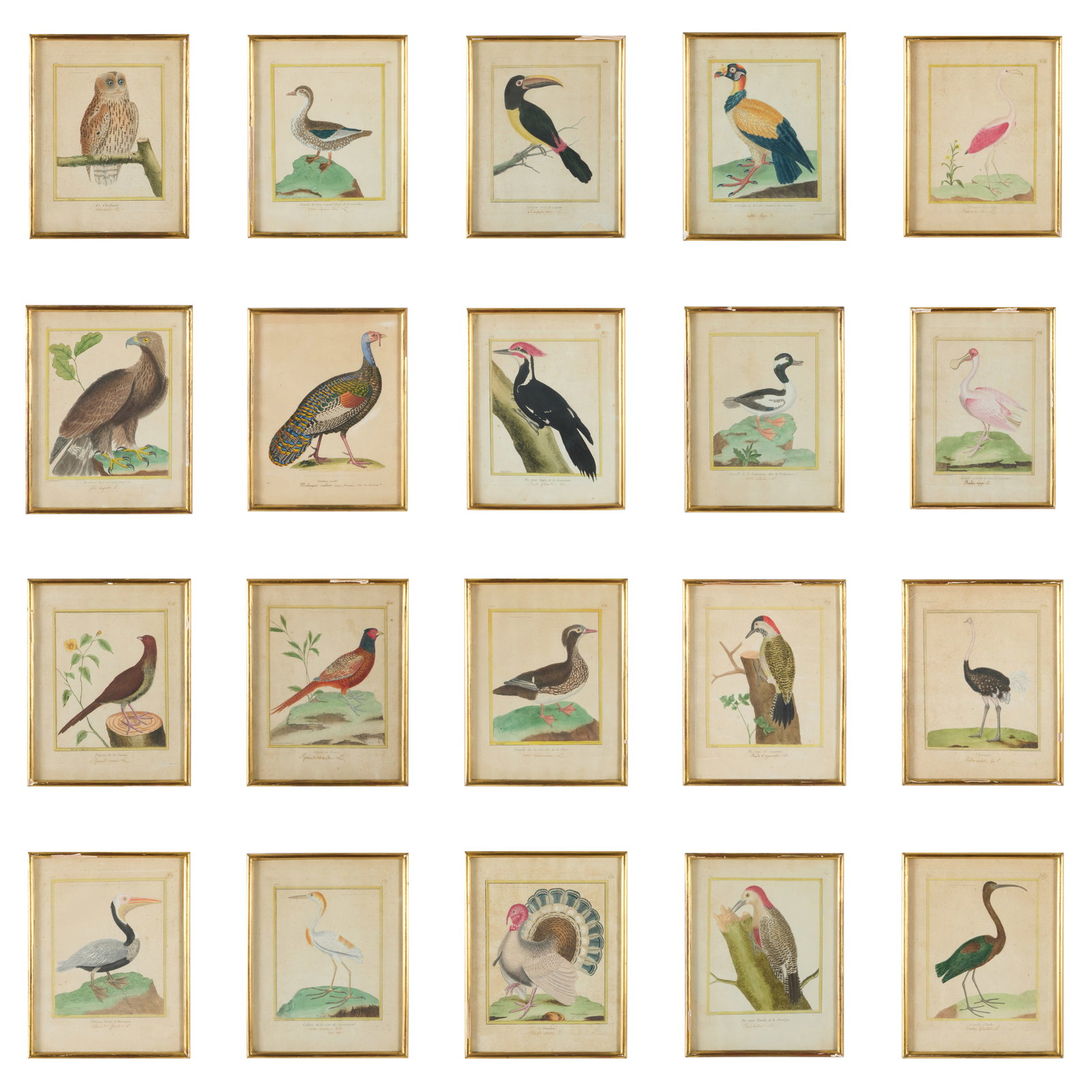 Francois Nicolas Martinet (1725-1804): Histoire Naturelle des Oiseaux: Twenty Plates: Francois Nicolas Martinet (1725-1804): Histoire Naturelle des Oiseaux: Twenty Plates Twenty engravings with hand-coloring on laid paper. All 9 3/4 x 8 in. (plate), 12 3/4 x 10 in. (frame).
