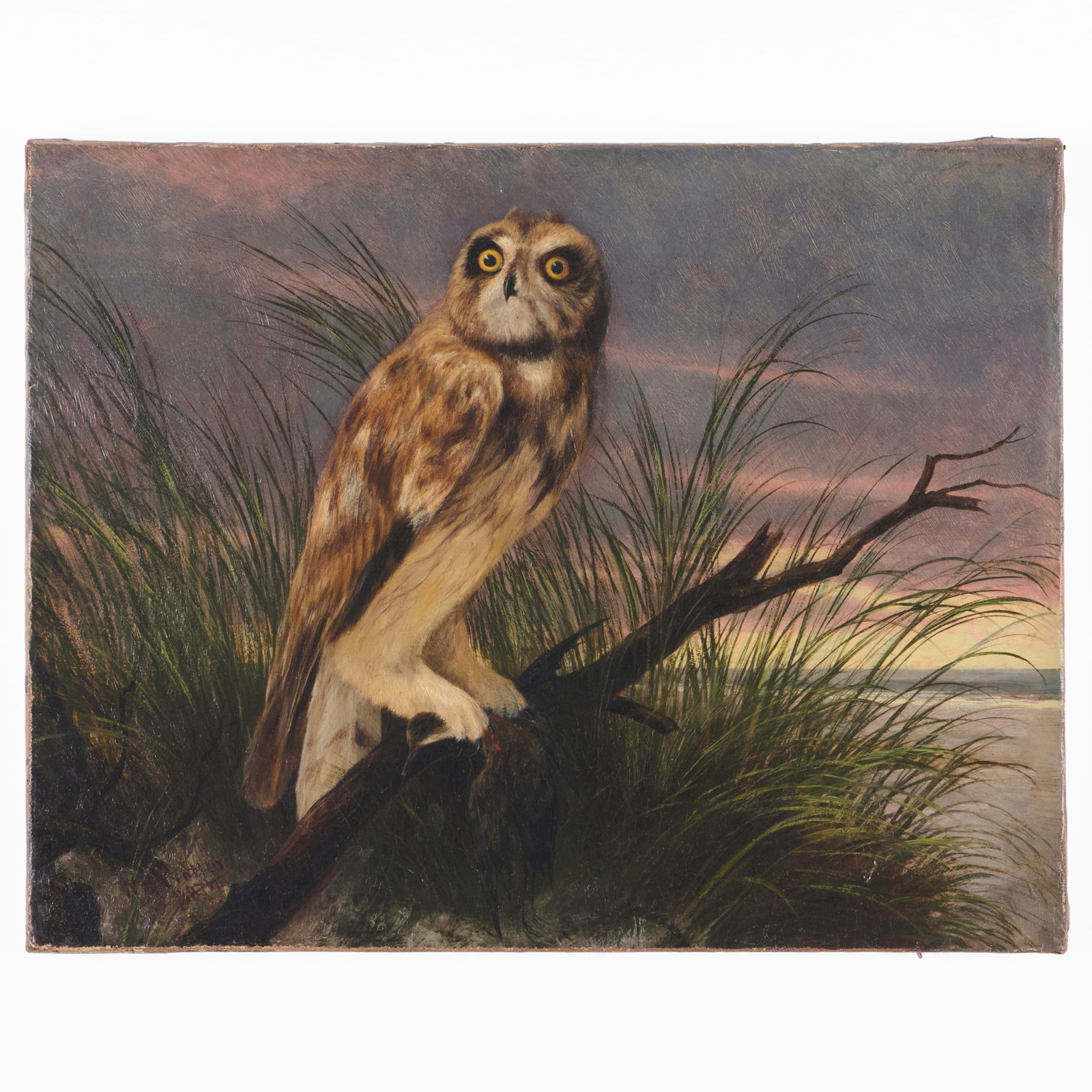 Newbold Hough Trotter (1827-1898): Short Eared Owl (1 of 4)