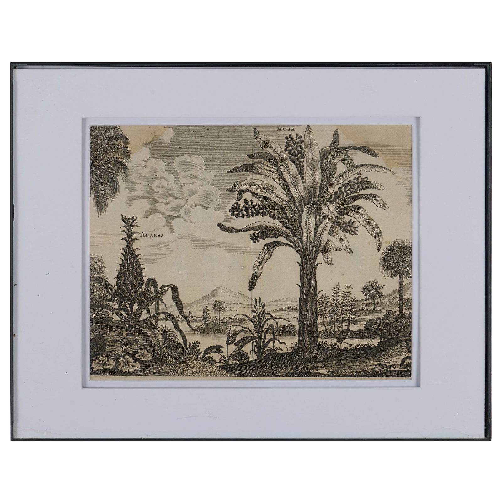 European School: Ananas and Musa; and Tianna, a Prince of Atoor (1 of 4)