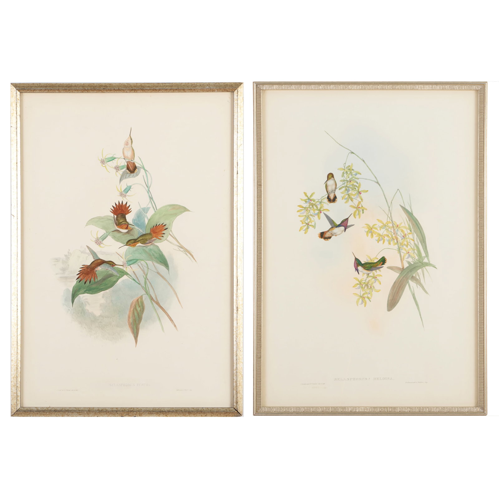 After John Gould (1804-1881): Selasphorus Rufus; and Selasphorus Heliosa (1 of 7)