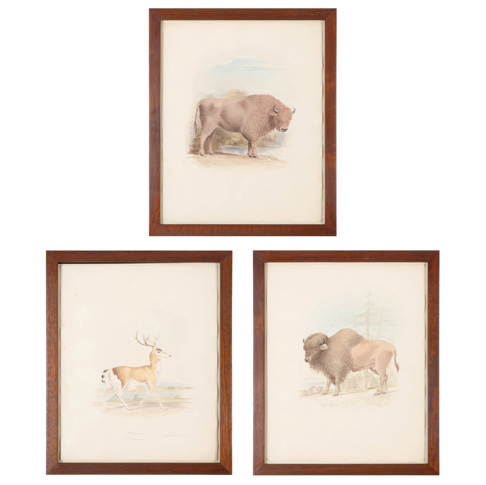 Charles Hamilton Smith (1776-1859): Buffalo; Bison; and Mazamma, from Ruminantia (1 of 5)