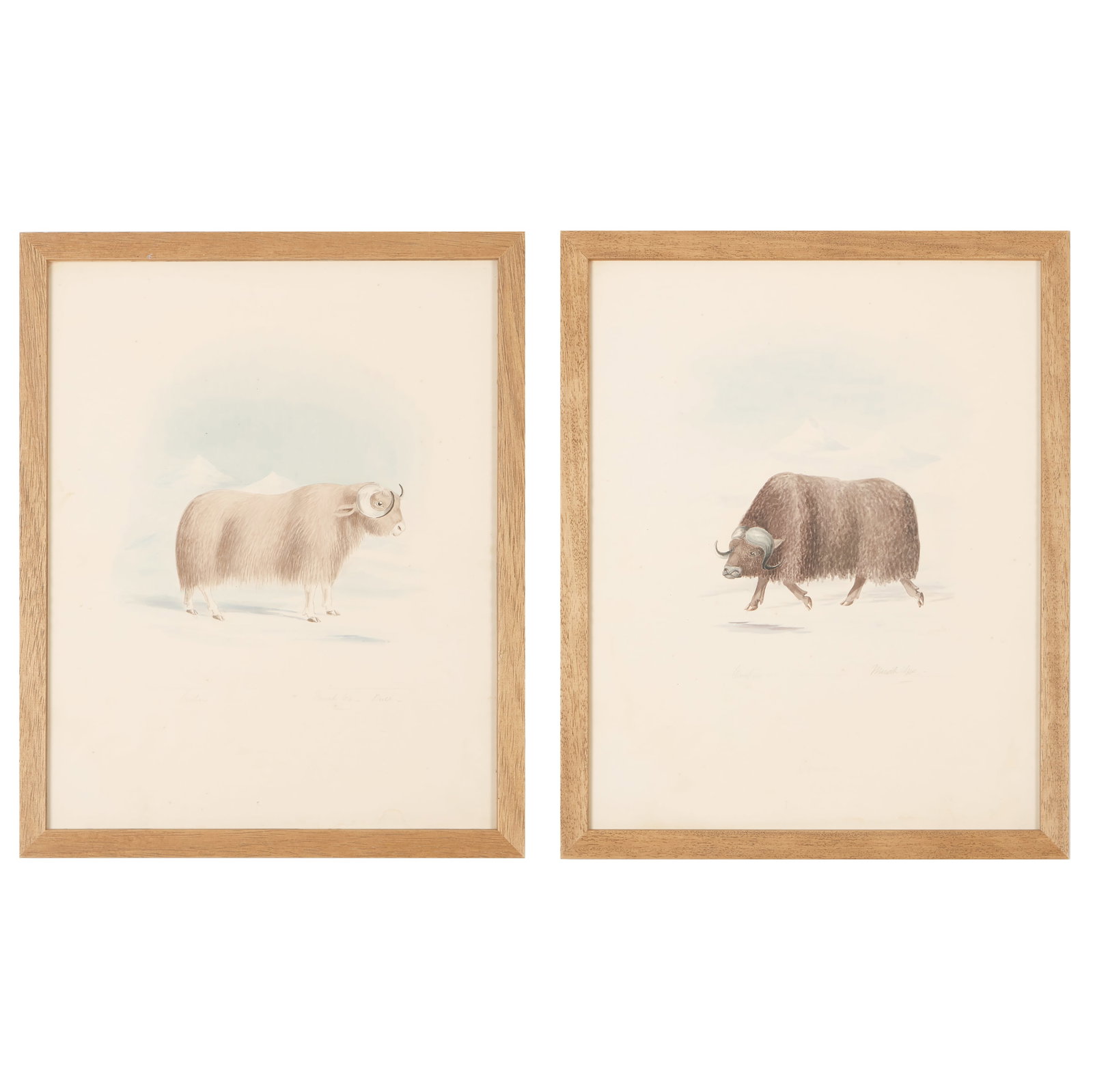 Charles Hamilton Smith (1776-1859): Musk Ox: A Pair, from Ruminantia (1 of 3)