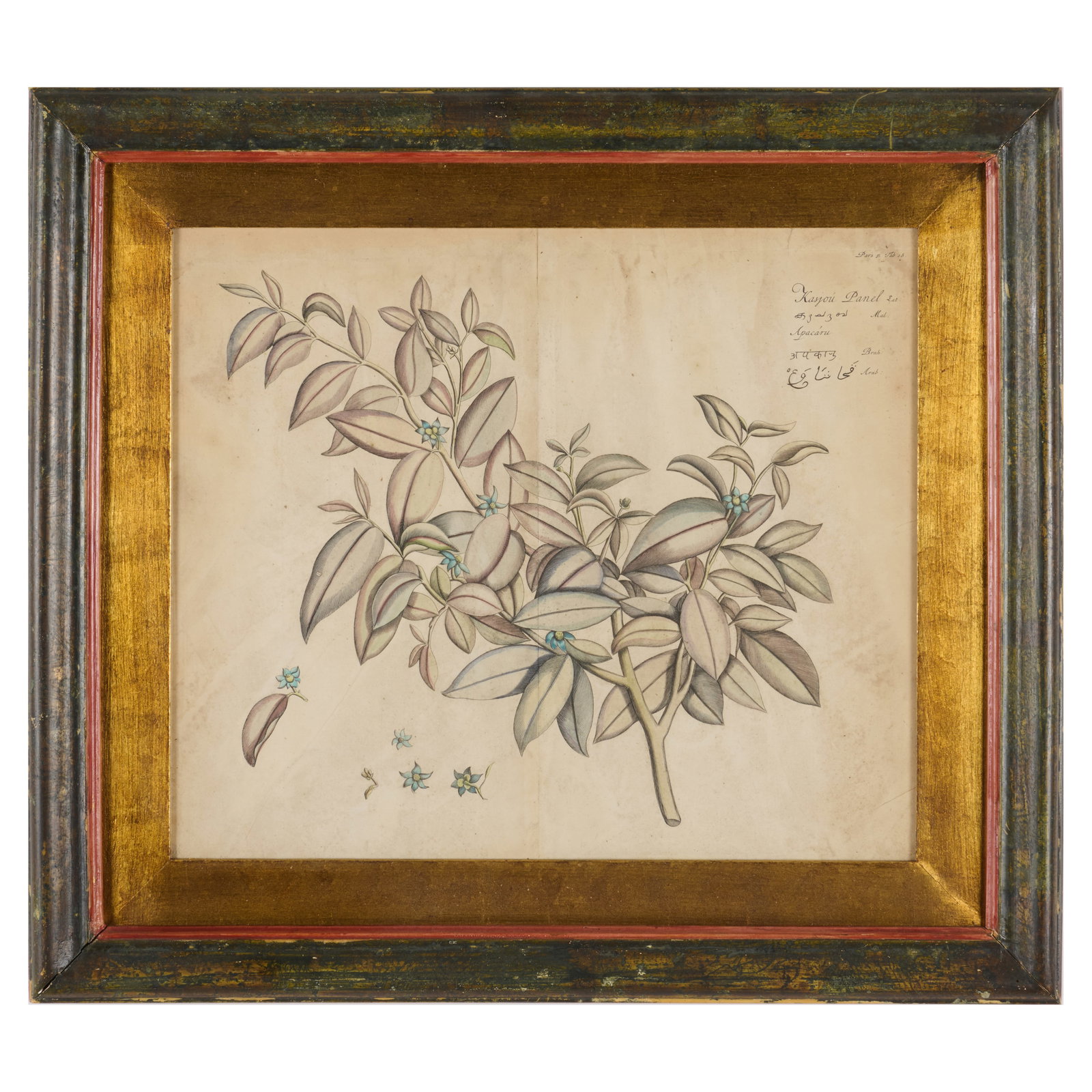 After Henrick Adriaan Van Rheede (1637-1691): Hortus Malabaricus: Six Plates: After Henrick Adriaan Van Rheede (1637-1691): Hortus Malabaricus: Six Plates Six engravings in black with hand-coloring on laid paper, 1678, date of printing unknown. All 14 x 16 3/4 in. (sight), 20 1