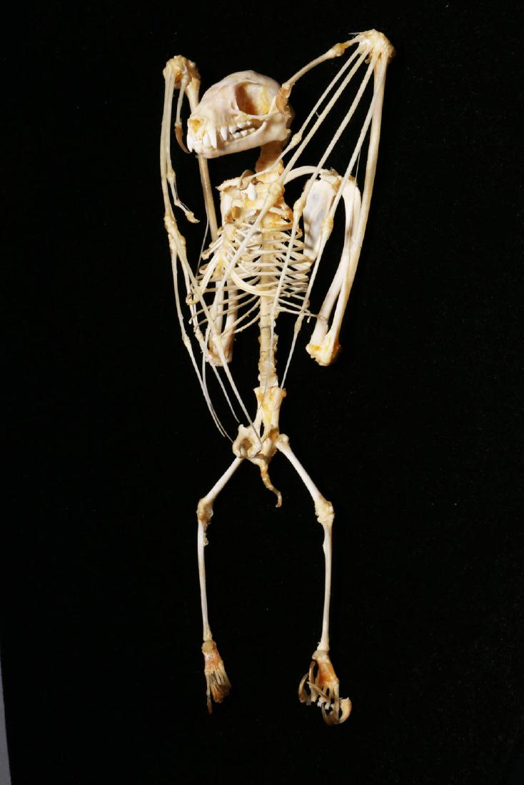 Bat Skeleton (1 of 3)