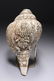Tibetan Conch Shell