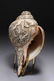 Tibetan Conch Shell - 4