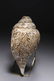 Tibetan Conch Shell - 5