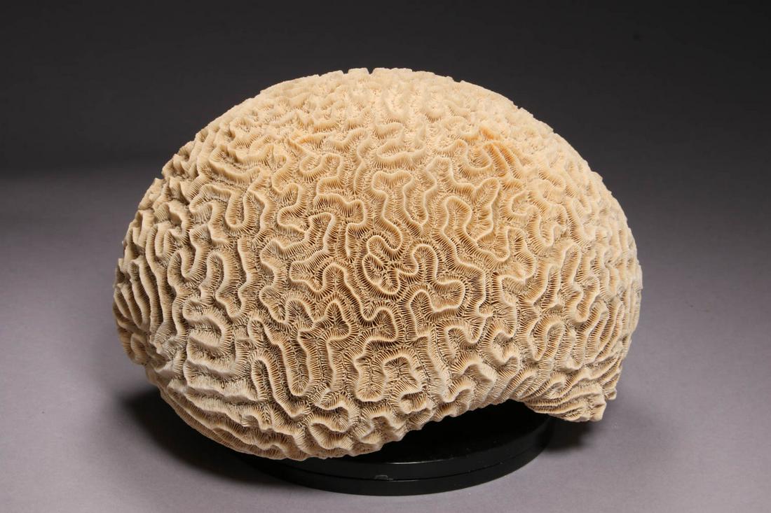 Brain Coral (1 of 6)