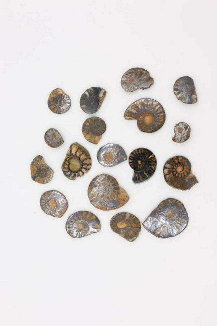 Ammonite Fossils - Lot of 18: 18 Ammonite fossils, cut and polished. Various sizes, 1-5/8" L (largest).