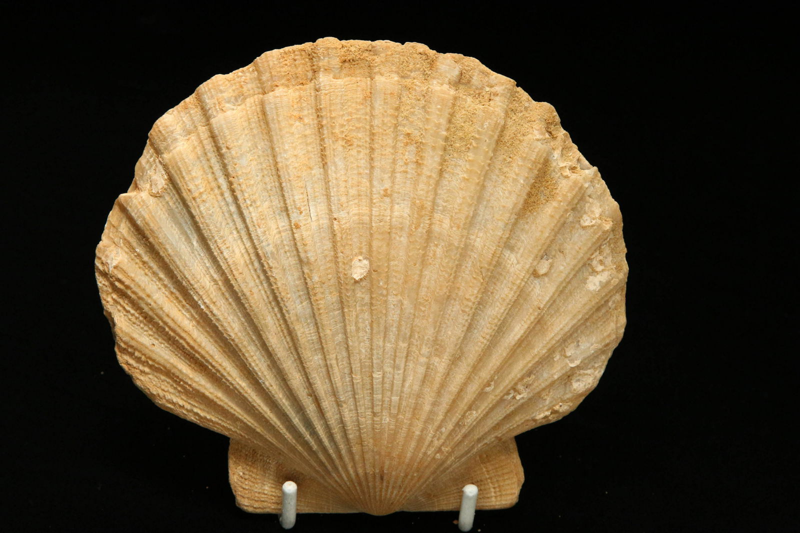 Fossilized Shells (1 of 5)