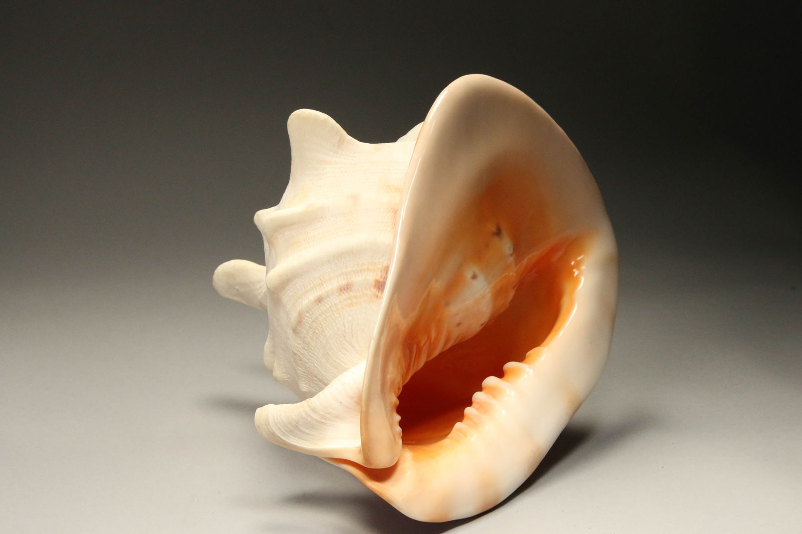 Large Queen Helmut Conch Shell (1 of 5)