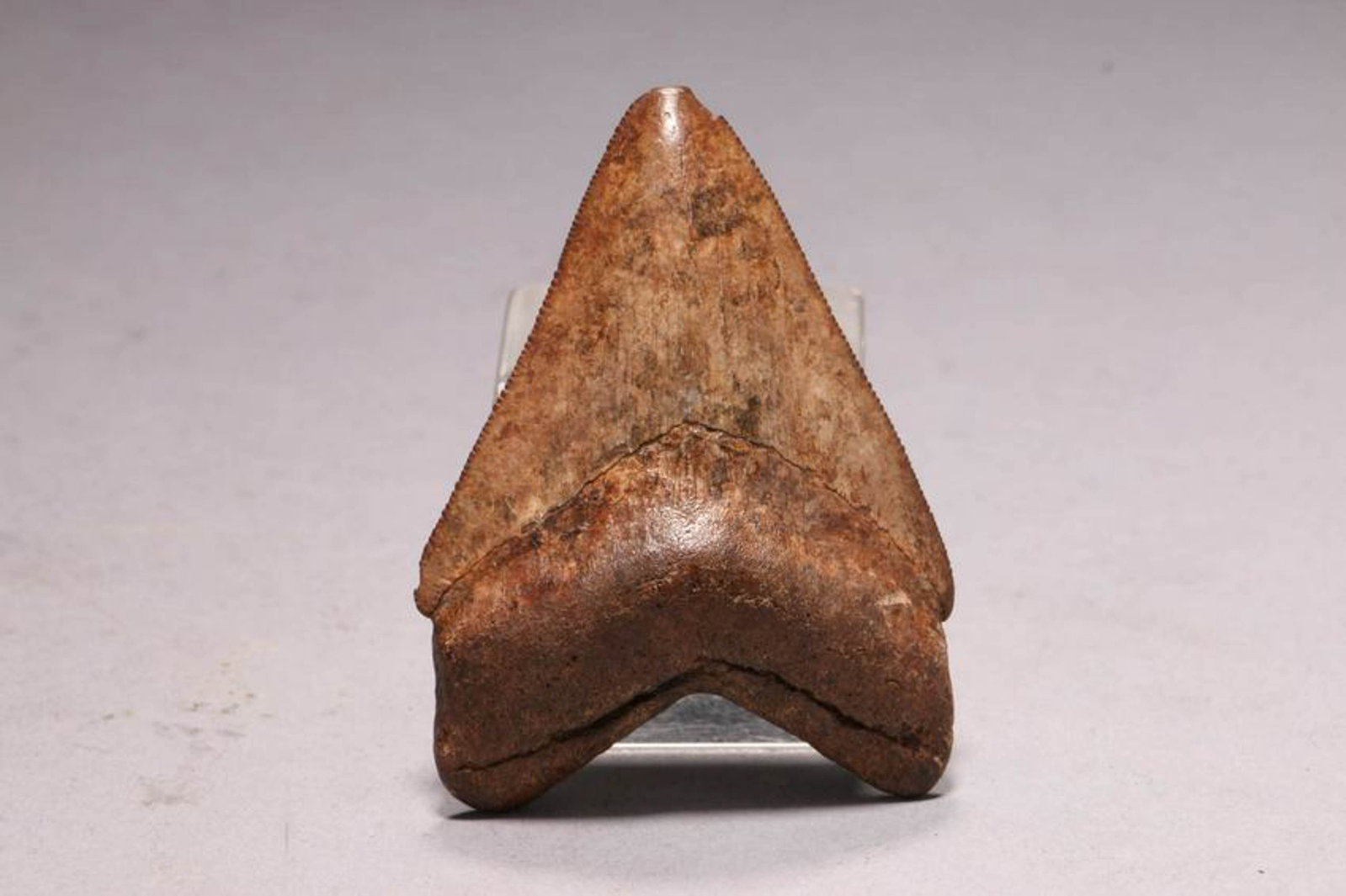 Megalodon Shark Tooth: A small shark tooth 3" x 2" Megalodon Shark Tooth refers to the tooth of an extinct species of giant shark called Otodus megalodon. Considered to be one of the largest predators to ever exist, megalod
