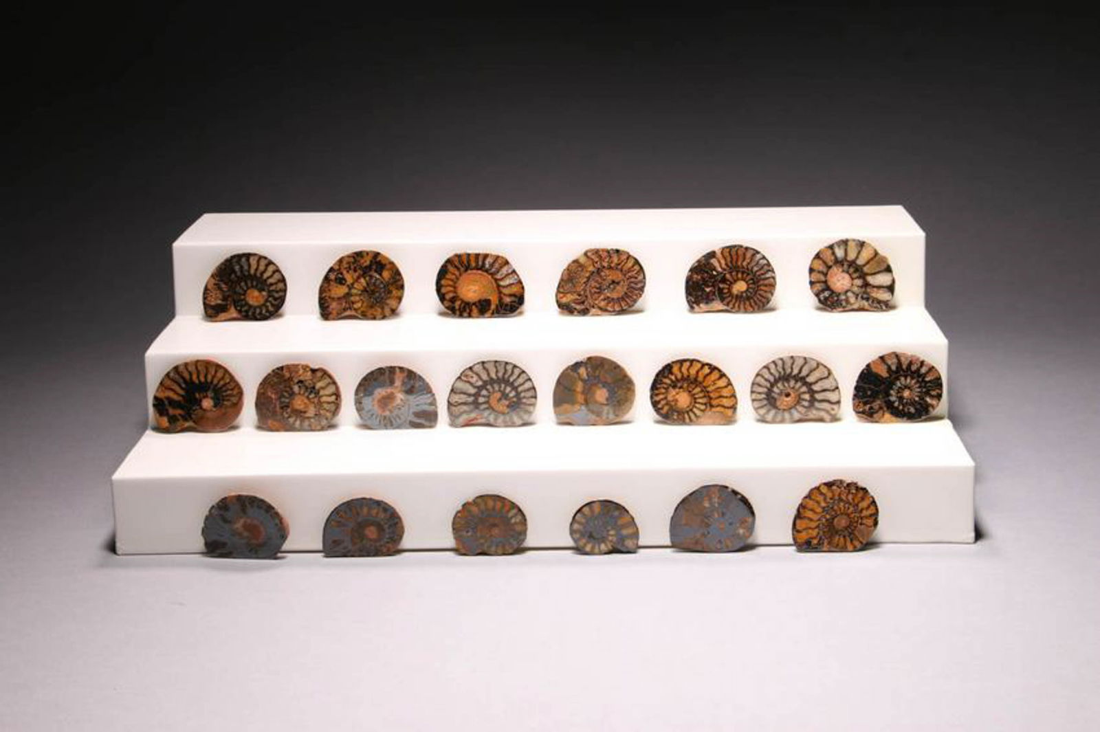Ammonite Fossils - Lot of 20: Lot 0f 20 Ammonite Fossils 1-3/4" - 1" L