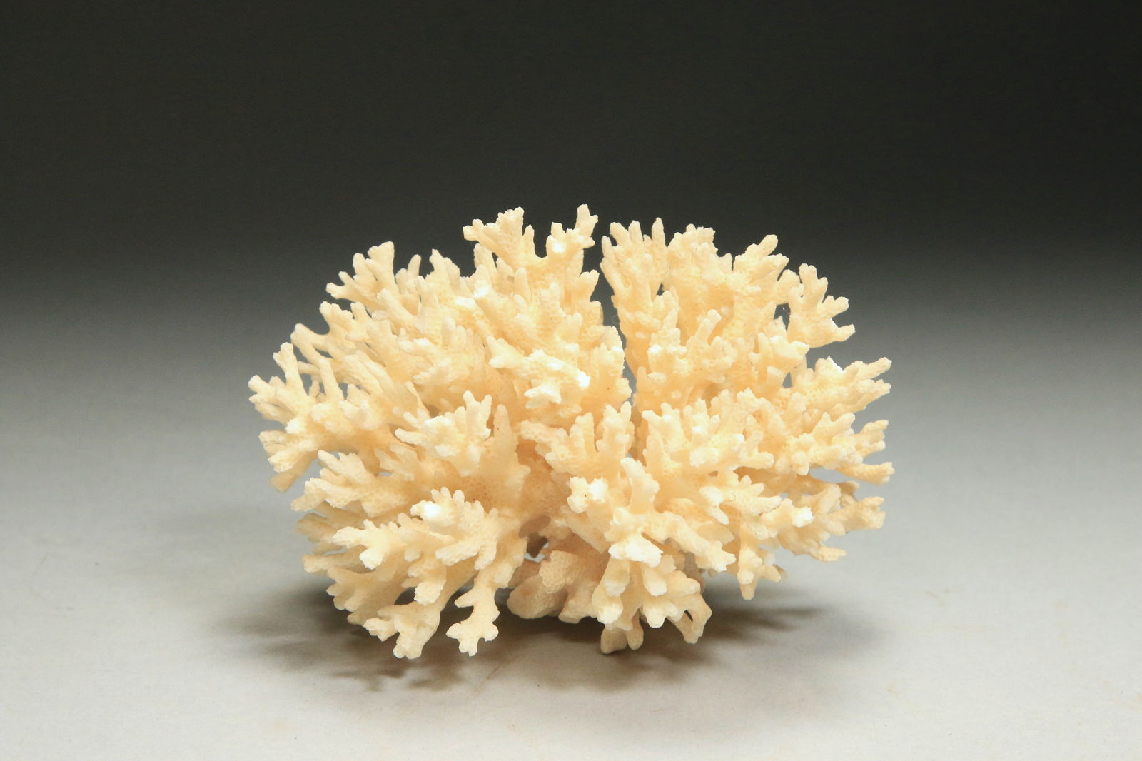 White Lace Coral Cluster (1 of 3)