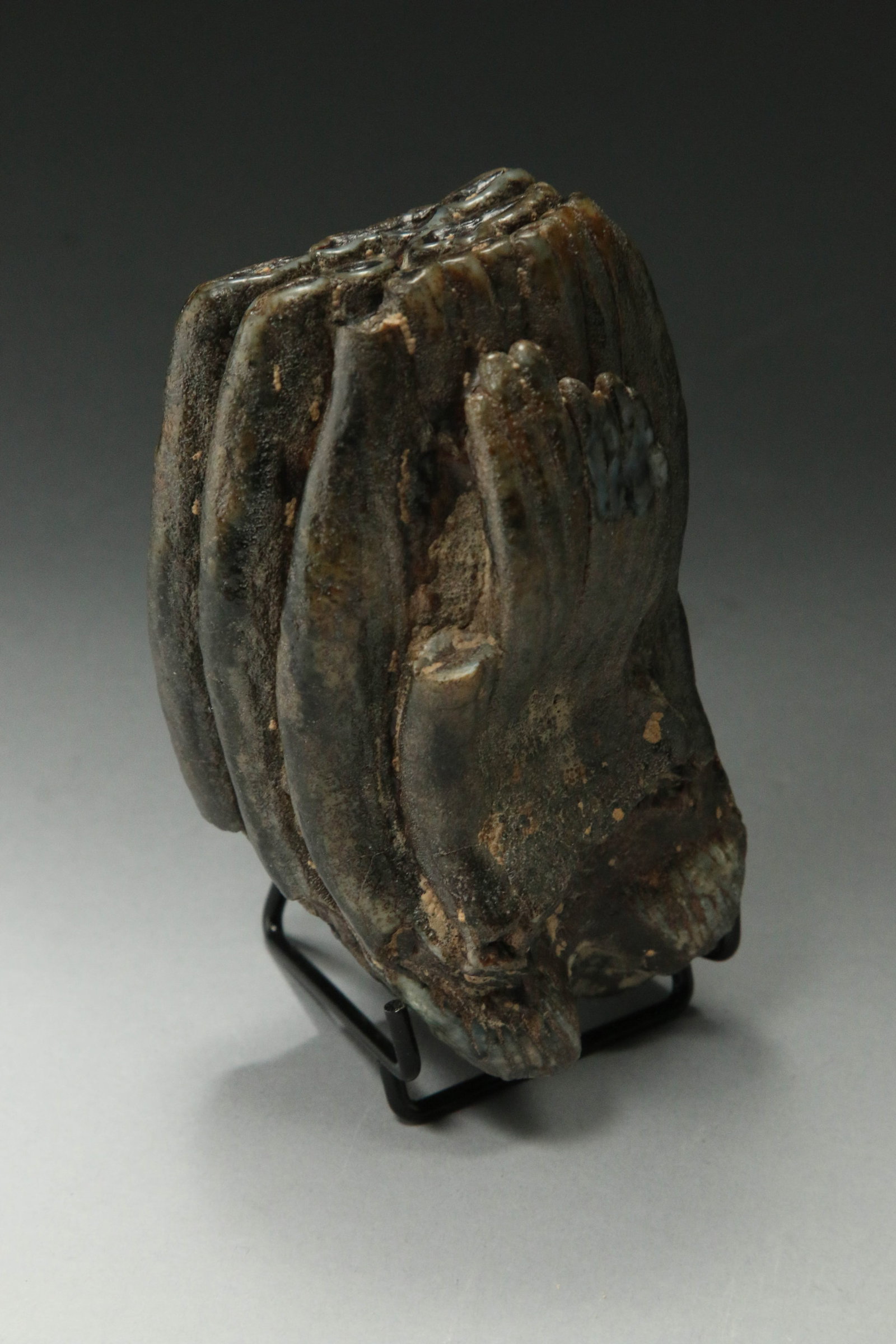 Fossilized Stegodon Tooth (1 of 4)