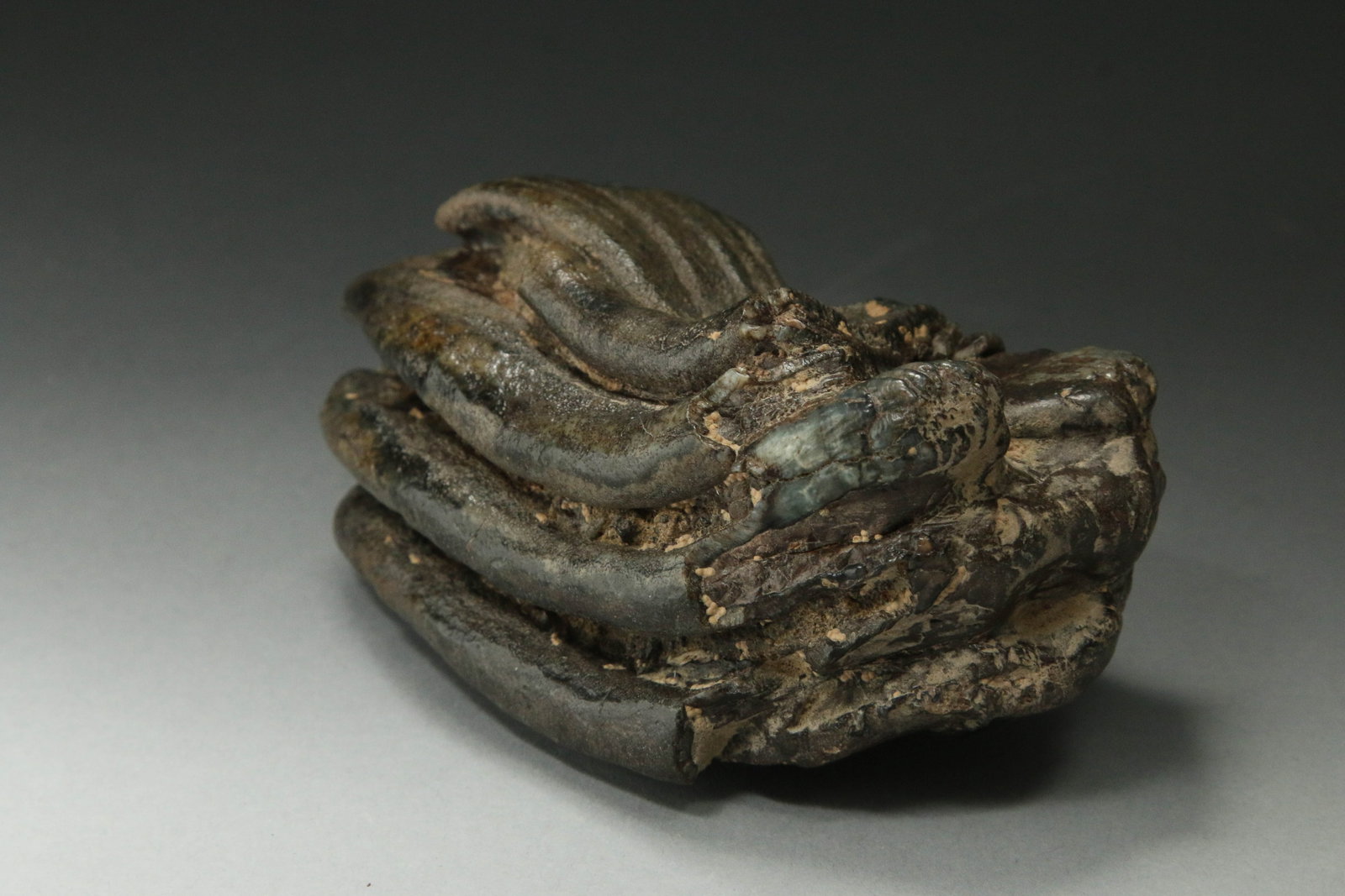 Fossilized Stegodon Tooth - 2