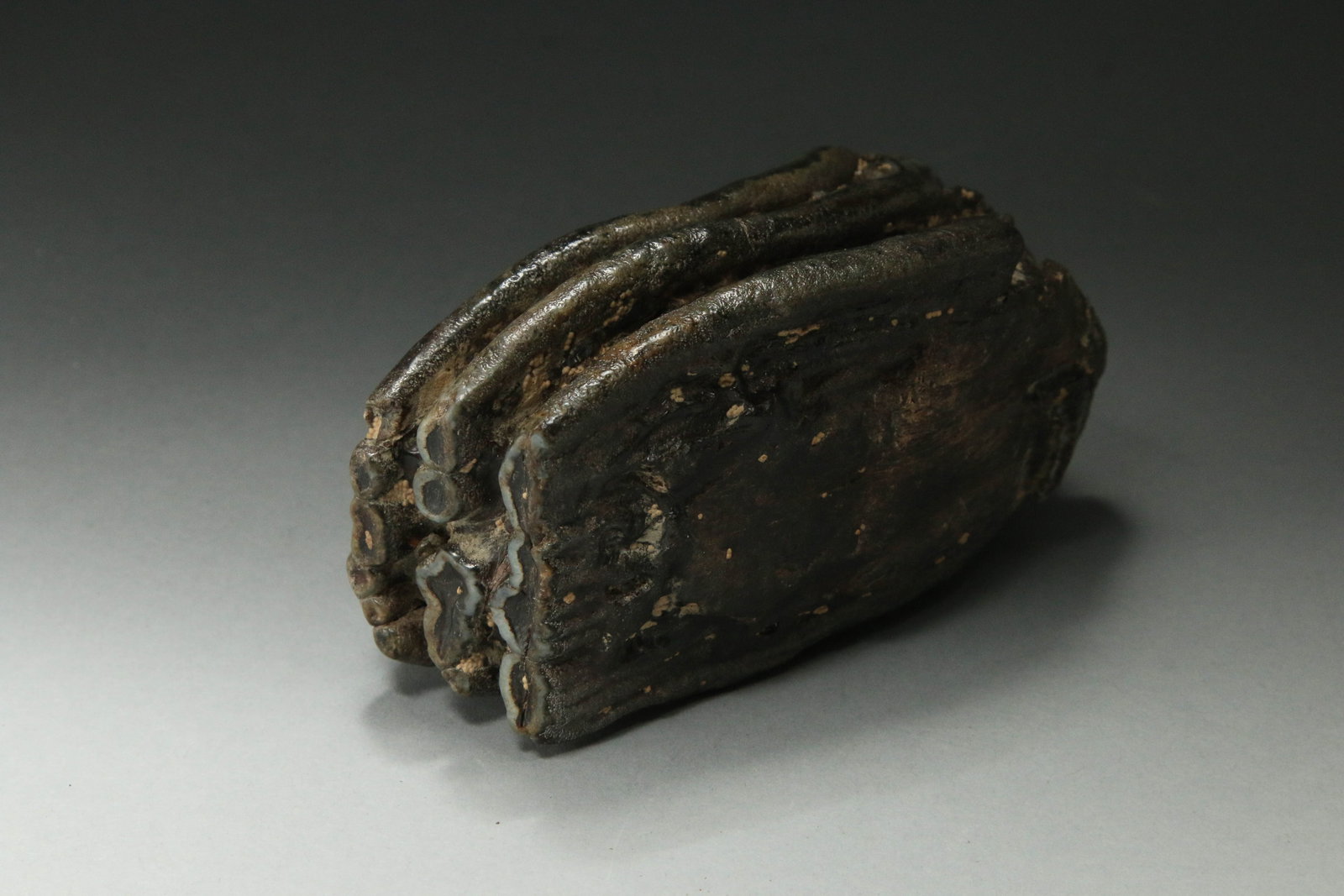 Fossilized Stegodon Tooth - 3