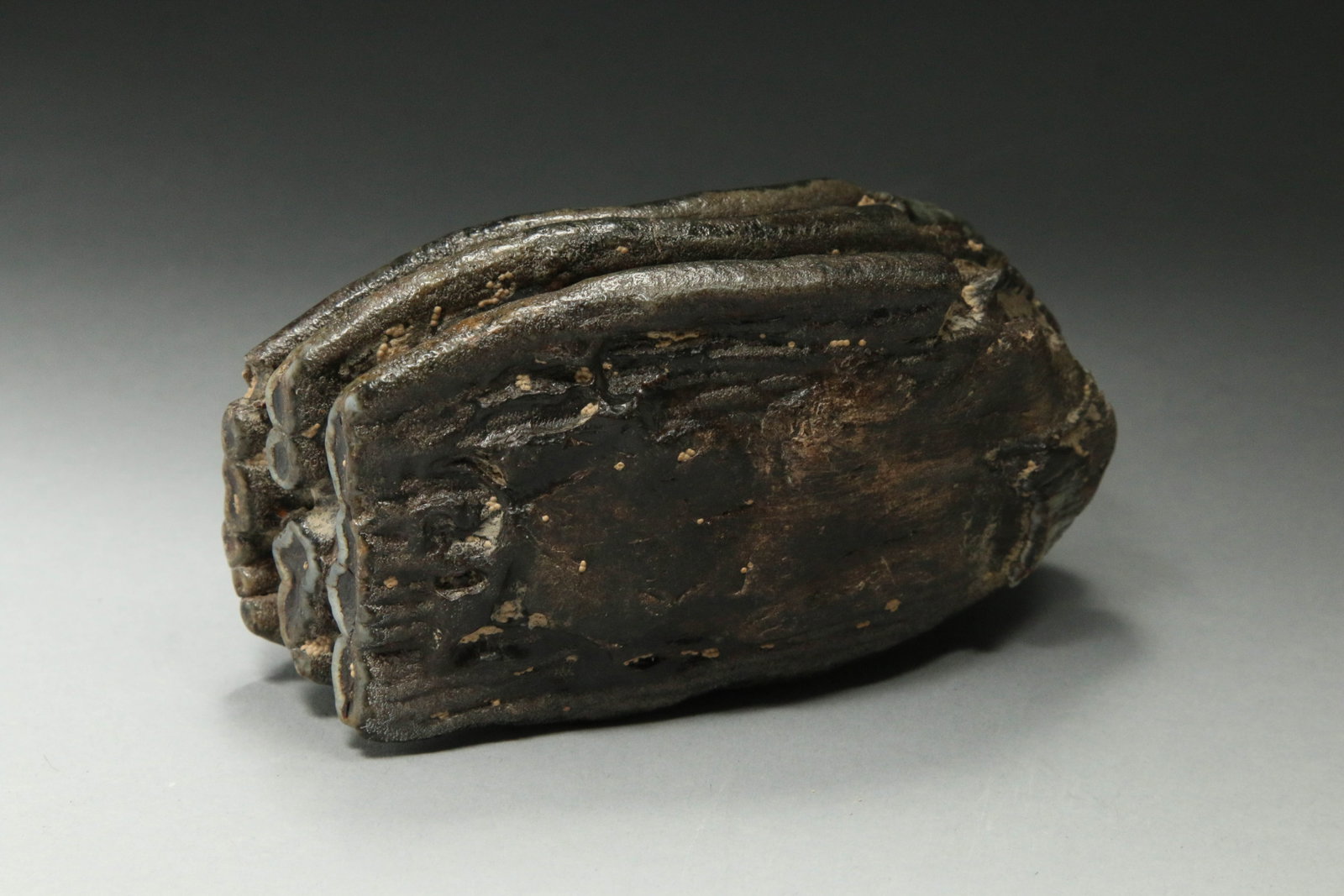 Fossilized Stegodon Tooth - 4