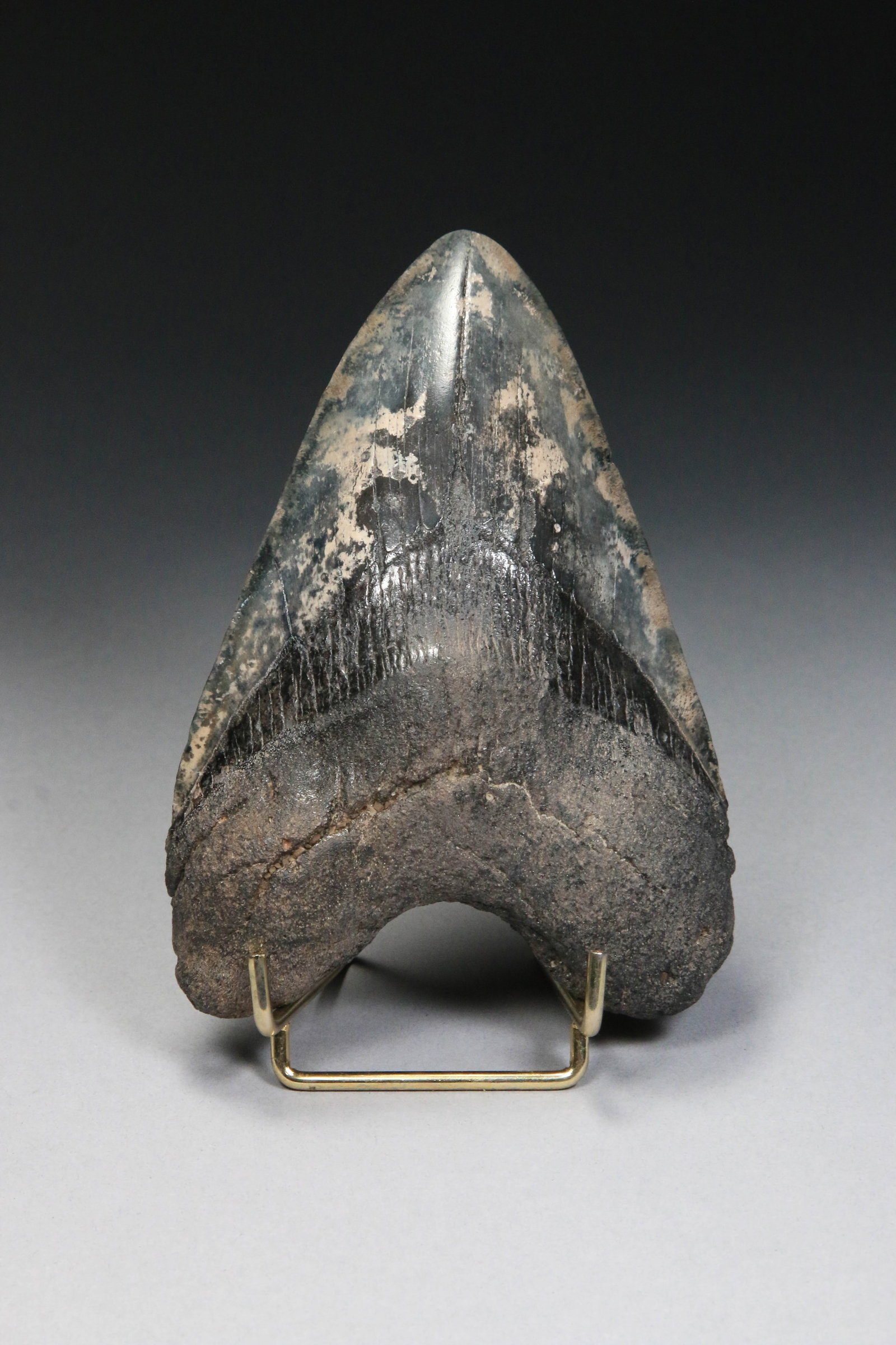 Megalodon Shark Tooth Fossil: A 5 million year old Megalodon tooth, Mottled blade with grey root. Intact Bourlette. 5-5/8" " H. Lot comes with an Appraisal letter from Robert B. Hartman, HI.