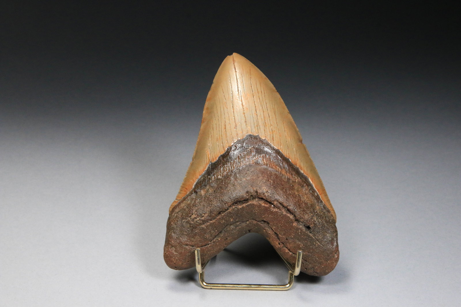 Megalodon Shark Tooth Fossil (1 of 5)