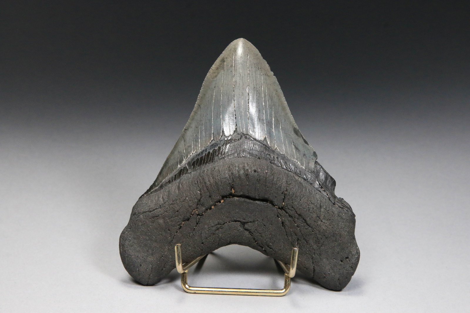 Megalodon Shark Tooth Fossil (1 of 4)