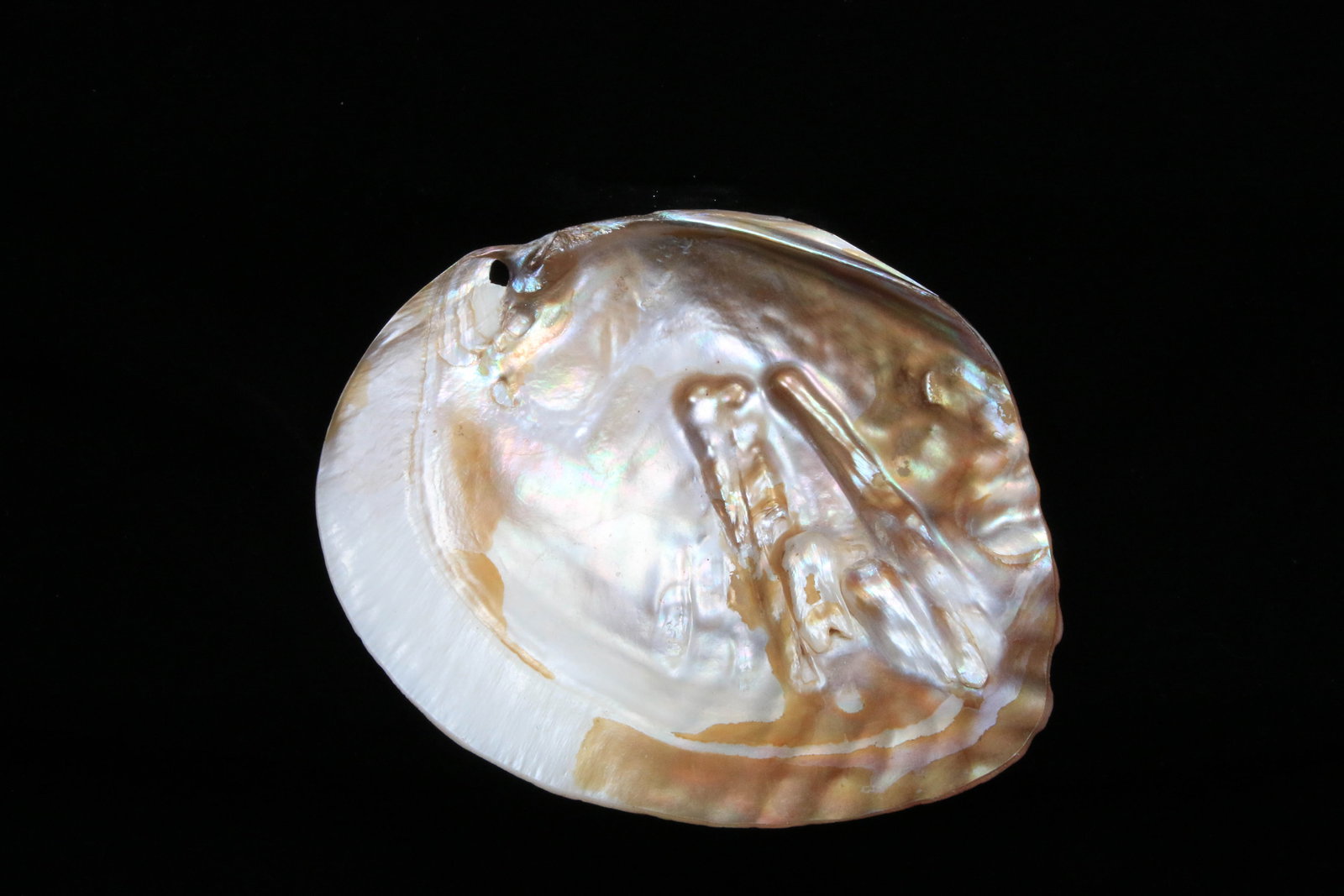 Philippines Mother of Pearl Shell (1 of 2)