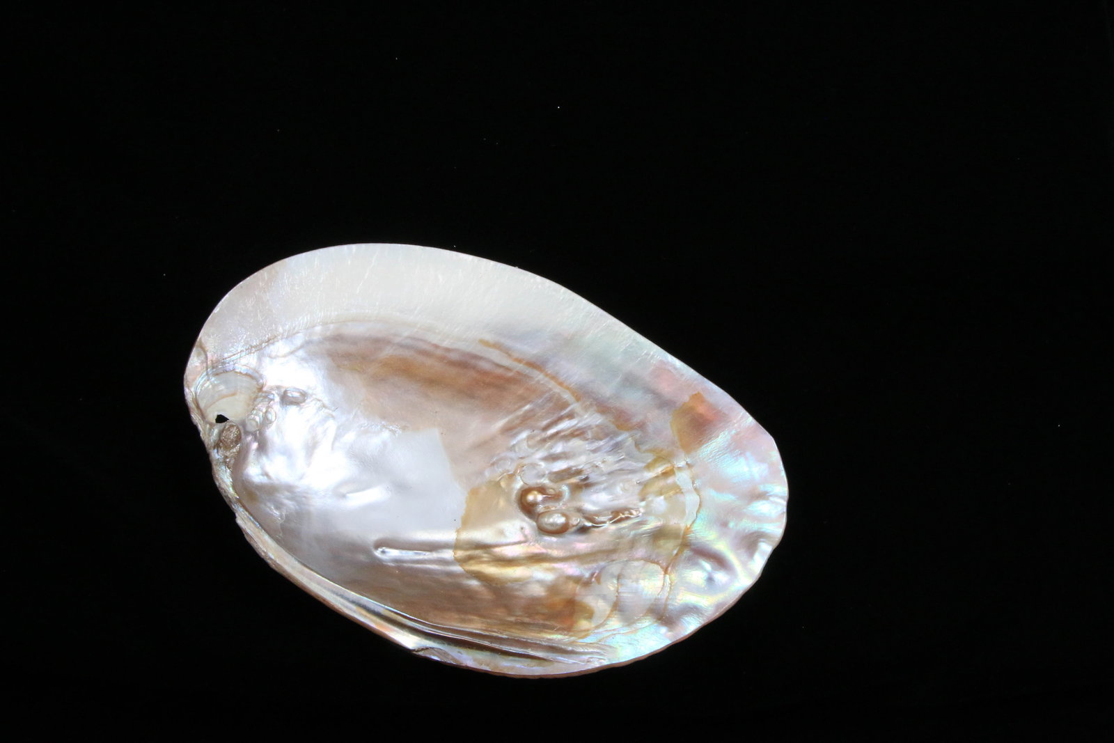 Philippines Mother of Pearl Shell (1 of 2)