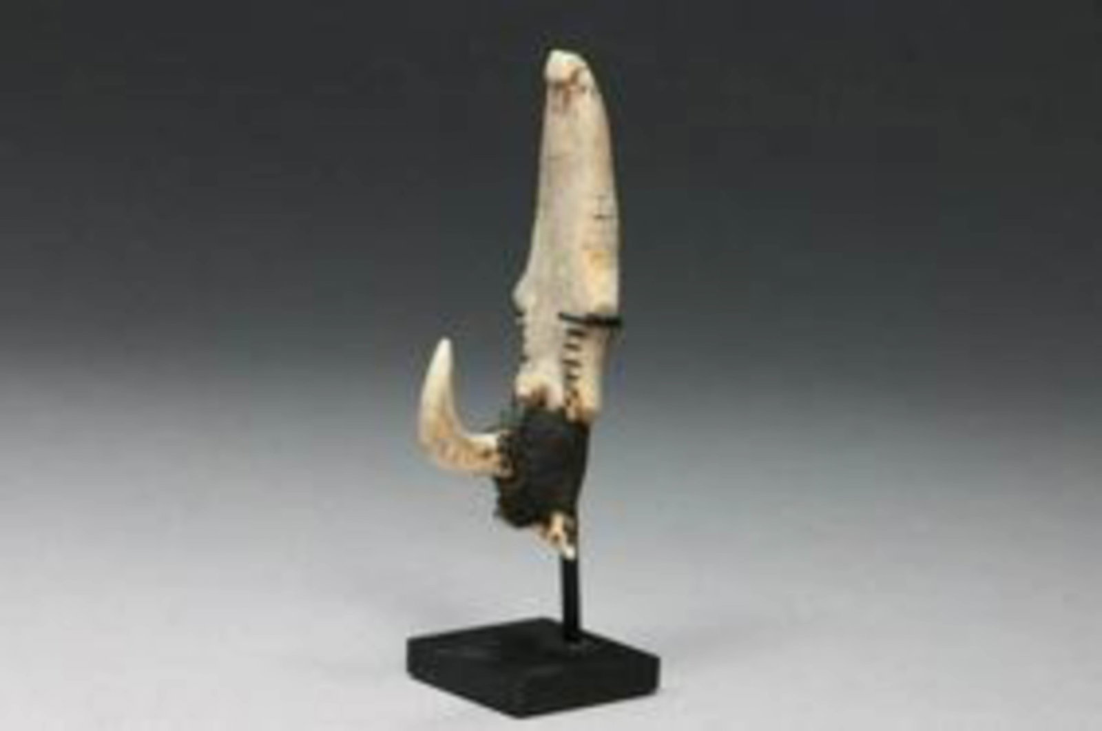 Oceanic Fish Hook - Solomon Islands (1 of 2)