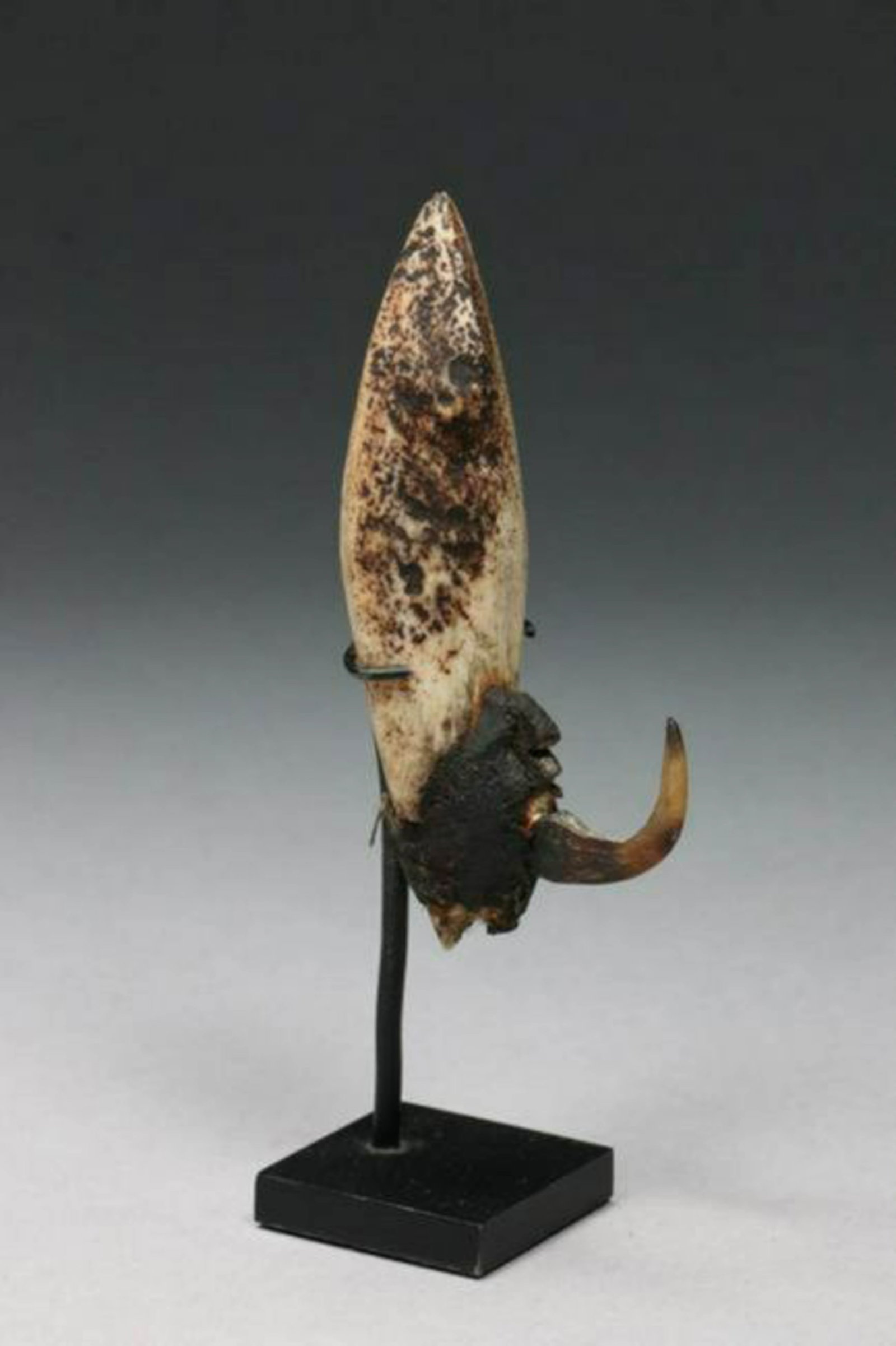 Oceanic Fish Hook - Solomon Islands (1 of 2)