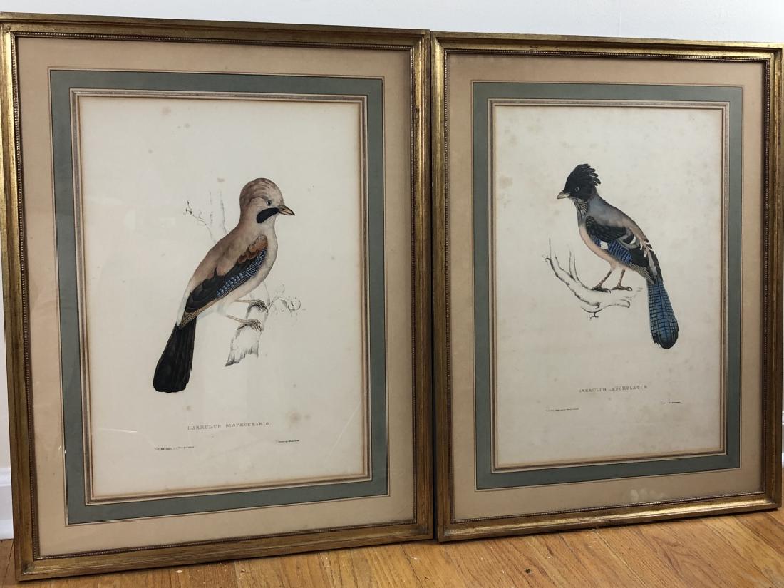 Pair of Beautiful Vintage E. Gould Bird Prints (1 of 20)