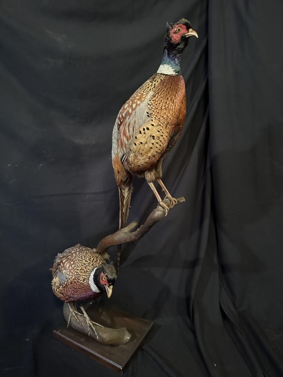 2 Pheasants on a Branch Mount Taxidermy (1 of 20)