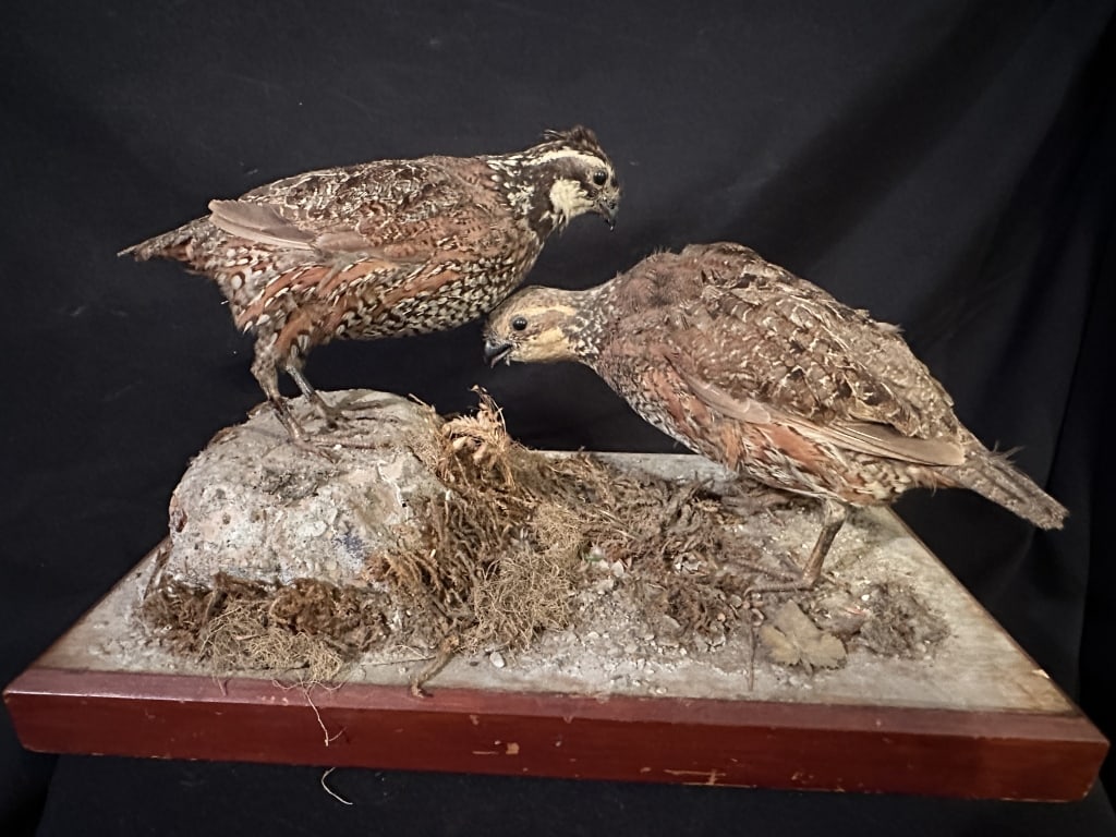 Taxidermy Pair of Quail Birds on Natural Mount (1 of 11)