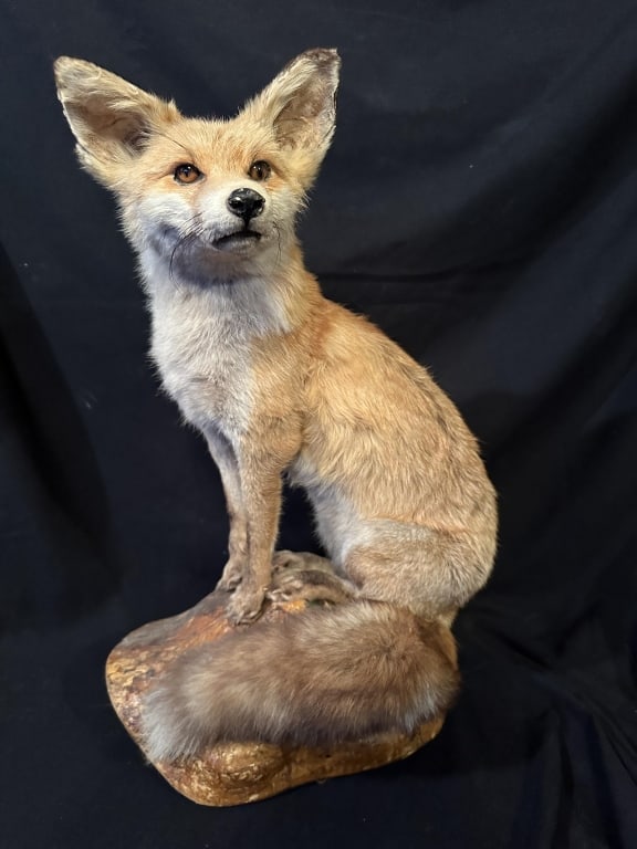 Red Fox on a Natural Wood Mount Taxidermy (1 of 14)