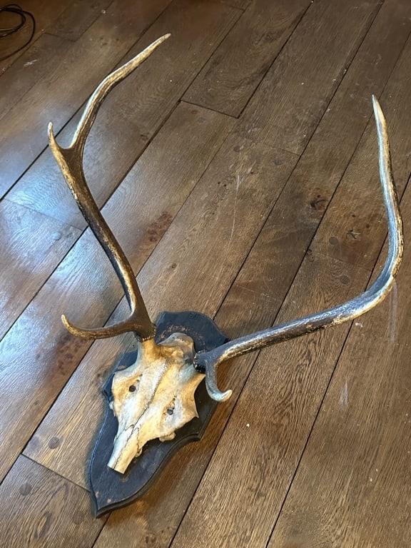 Red Deer Elk Antlers on Wooden Mount (1 of 9)